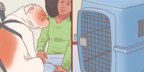 Fare gite in macchina con il tuo cane