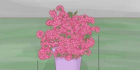 Potatura delle azalee