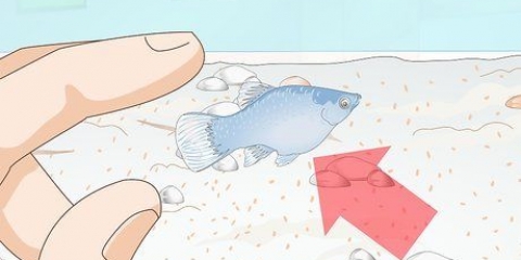 Prendersi cura del pesce plastilina