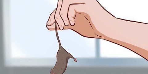 Prendersi cura dei cuccioli di topo