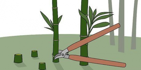 Uccidere il bambù
