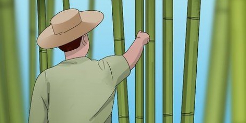 La cura del bambù
