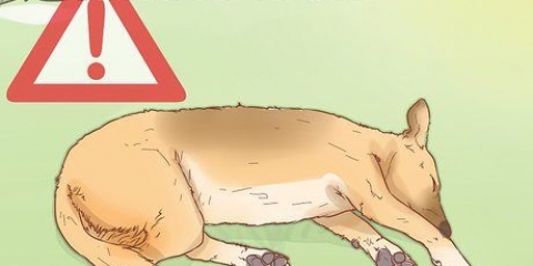 Tratta il colpo di calore nei cani