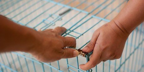 Addestramento al banco per il tuo cane o cucciolo