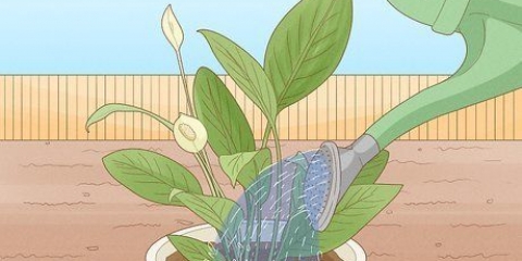 Determinare la quantità di acqua di cui hanno bisogno le piante