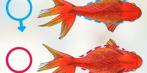 Determinare se un pesce rosso è incinta