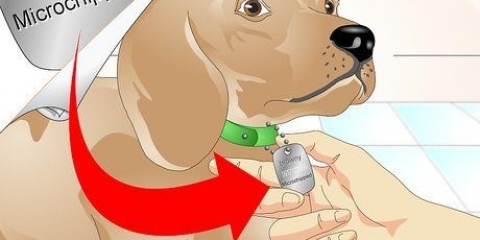 Determinare se un cane ha un chip