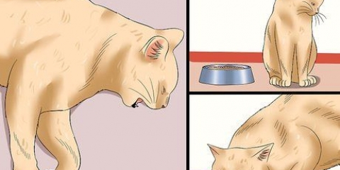 Come determinare se un gatto ha la rabbia