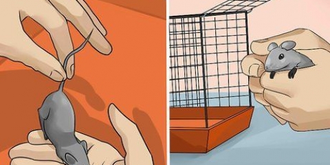Determinare se un topo è maschio o femmina