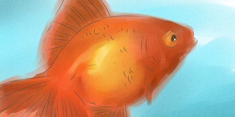 Determinare se il tuo pesce rosso è maschio o femmina