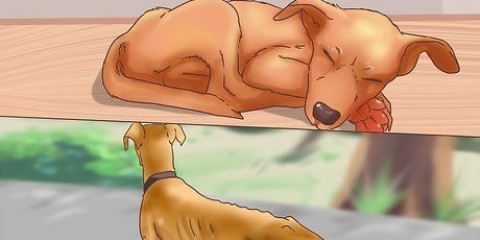 Determinare se far addormentare il tuo cane