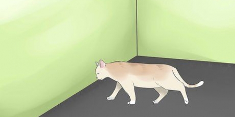 Determinare se il tuo gatto è cieco