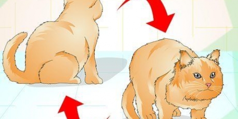 Determinare se il tuo gatto è in sovrappeso