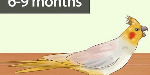 Determinare se il tuo cockatiel è un maschio o una femmina