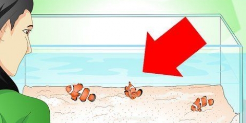 Determinare se il tuo pesce è malato