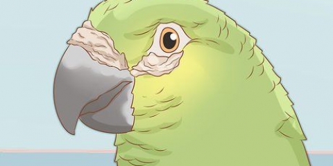 Determinare se il tuo uccello ha gli acari