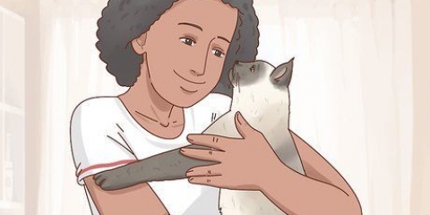 Decidere se un gatto siamese è giusto per te