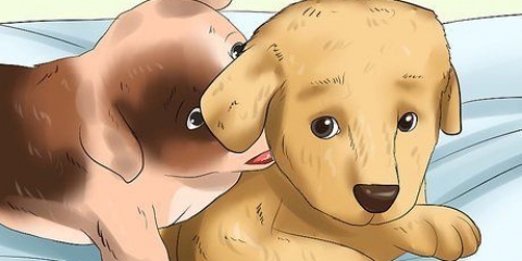 Come disimparare a mordere in un cucciolo