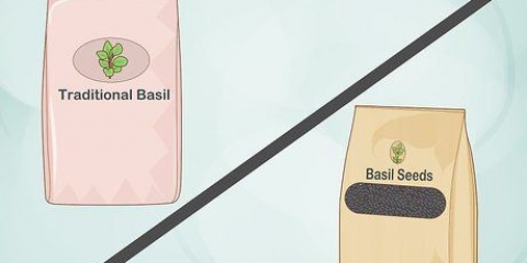 Coltivare il basilico in casa
