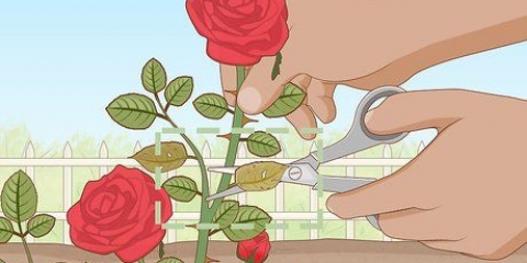 Rimuovere gli afidi sulle rose in modo organico