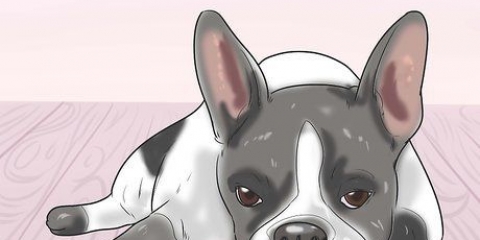 Trattare l'anemia nei cani