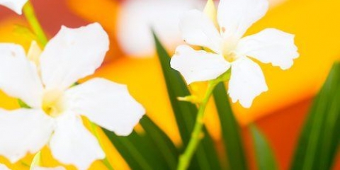 Mantieni i fiori freschi più a lungo