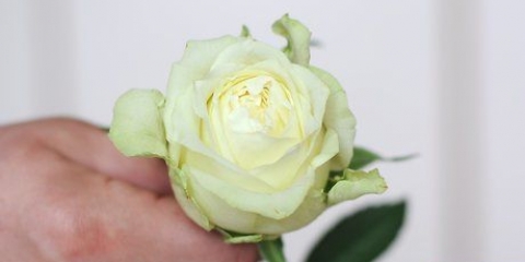 Dipingere fiori