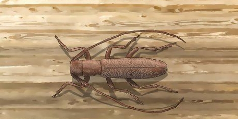 Combattere lo scarabeo dal corno lungo