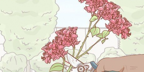 Bougainvillea di propagazione