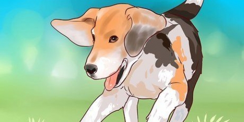 Beagle da addestramento