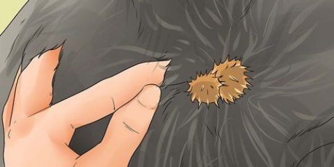 Rimuovere le sbavature dal pelo di un cane