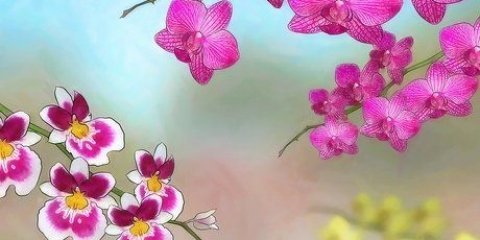 Orchidee in crescita all'aperto