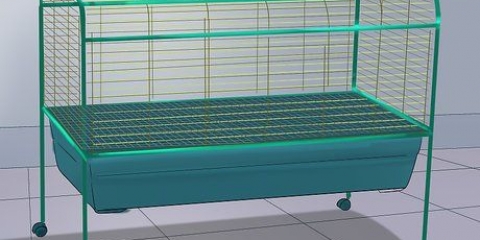 Prendersi cura delle cavie