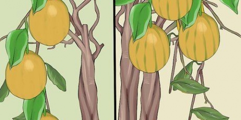 Alberi di limone in crescita all'interno