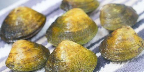 Vongole al vapore