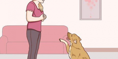 Comunicare con il tuo cane