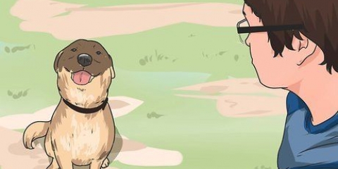 Comunica con i tuoi animali domestici