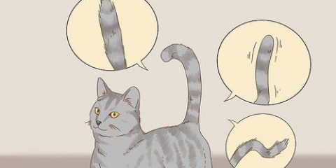Comunicare con il tuo gatto