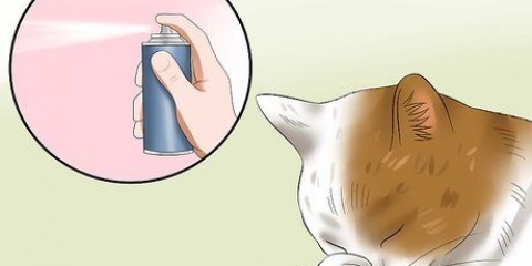 Trattare la congiuntivite nei gatti