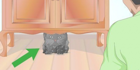 Controllare se un gatto ha la febbre