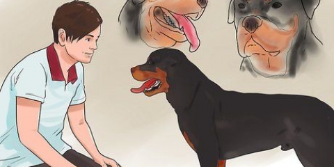 Controllare se il tuo cane è sano e felice