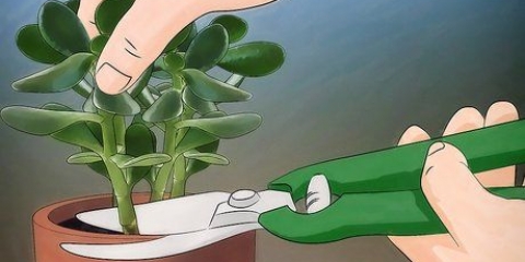 Crassula ovata in crescita