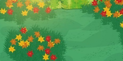 Daylilies di propagazione