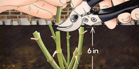 Conservazione dei bulbi di dalia