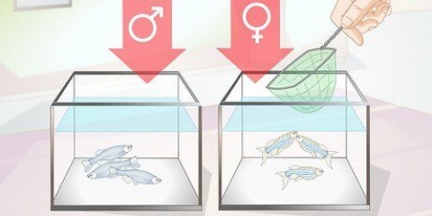 Danio di allevamento