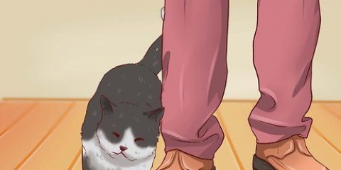 Aprire la bocca di un gatto