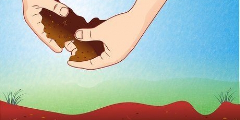 Preparare il terreno per le piante di pomodoro