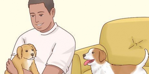 Aumentare l'appetito dei cani