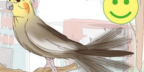 Comprendere i gesti dei cockatiels