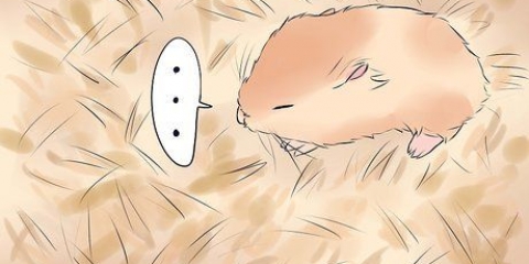 Trattare la gamba rotta del tuo criceto